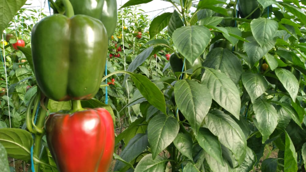 استاندار کهگیلویه و بویراحمد بر حمایت از تولیدکنندگان محصولات گلخانه‌ای در شهرستان بهمئی تاکید کرد